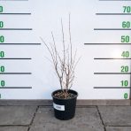 Granátové jablko (Punica granatum) ´SVERKRANNYI´ - výška 50-60 cm, kont. C3L (-16°C)